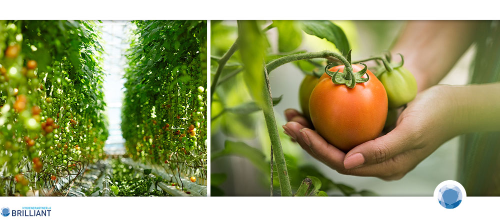 Preventie Tomato brown rugose fruit virus (ToBRFV) | hygienepartner.nl